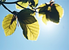 istock